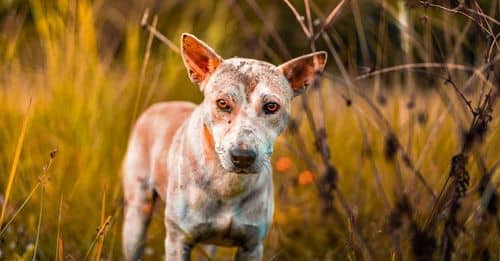 Abandonan a un perro en delicado estado de salud en una veterinaria de Ibagué