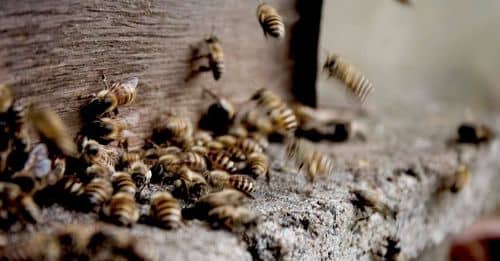 Abejas africanizadas causan una nueva muerte en el Quindío