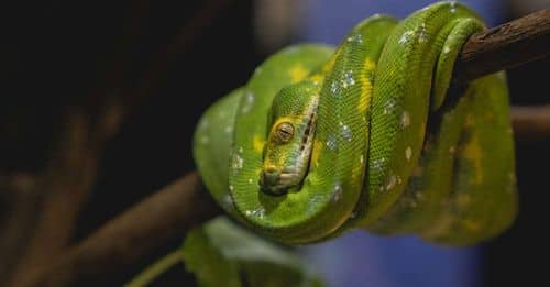 Boa constrictor hallada en centro comercial de Cali