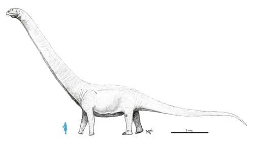 CaixaForum Madrid expone al titánico dinosaurio Patagotitan mayorum