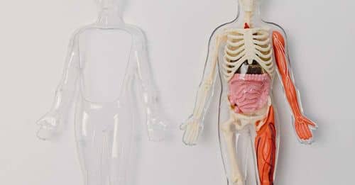 Cambios en el cuerpo después de la muerte: Un viaje fascinante hacia la descomposición