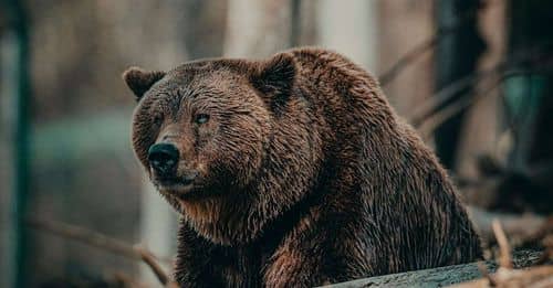 Crece la preocupación entre los ganaderos por el aumento de osos pardos en el Pirineo catalán