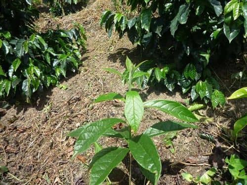 Creciente súbita del río afecta a familias en Urrao, Antioquia