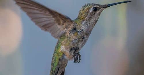 Crédito Colibrí Emprende prioriza 38 municipios mexiquenses afectados por las lluvias