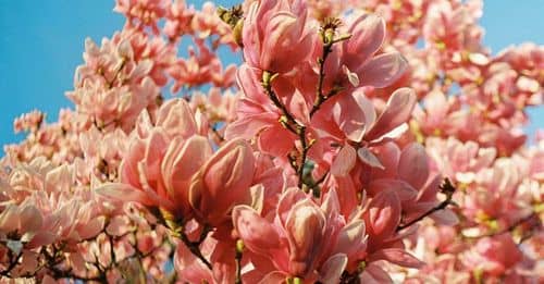 ¿Cuándo llegará la primavera a España? La Aemet espera un retraso en la subida de las temperaturas.