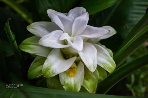 Curcuma longa