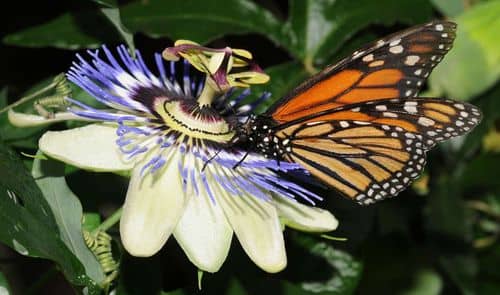 Declive alarmante de mariposas en Ecuador