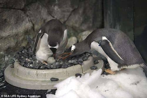 El amor eterno de Sphen y Magic, los pingüinos papúa que conmovieron al mundo