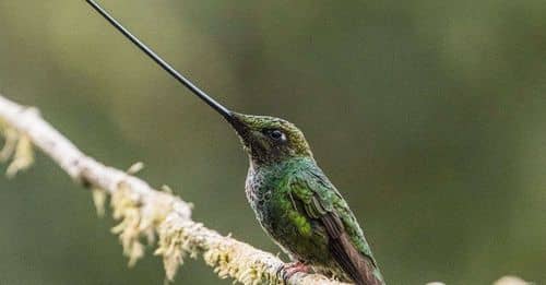 El bosque Colibrí: biodiversidad y turismo sostenible en Cali