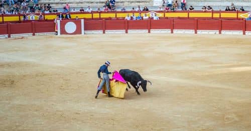 El gremio taurino en pie de guerra contra la prohibición de las corridas de toros en Cali