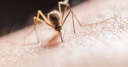 El lápiz para picaduras de mosquitos: la solución definitiva contra los insectos