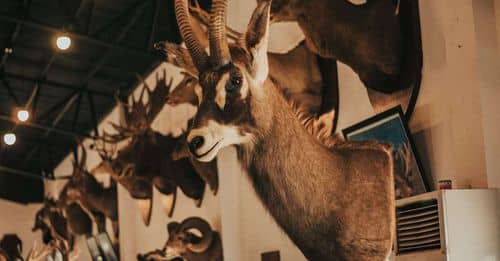 El mal estado de un museo de ciencias naturales en Paraguay se vuelve viral