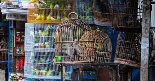 El pajarito despertador: Calopsita imita alarma para despertar a un joven