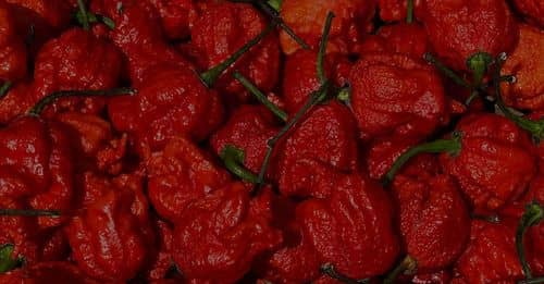 El picante olor de los pimientos Carolina Reaper causa una emergencia inédita en Rionegro