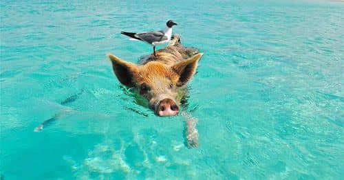 El set de Peppa Pig y George Pig para la playa ya está disponible