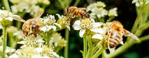 Emergencia en Calarcá por nuevo ataque de abejas deja un herido y dos loros muertos