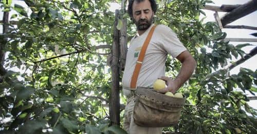 Explotación y precariedad: las duras condiciones de los temporeros de la fruta en España