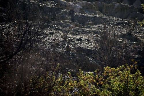 Gestión sostenible de matorrales: prevenir incendios y cultivar setas comestibles