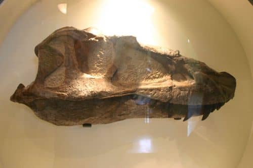 Gorgosaurus libratus