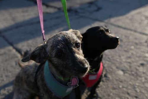 Horca crueldad: perro muere asfixiado en Jalostotitlán