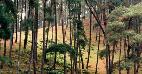 Incendios forestales activos en Guadalajara amenazan entorno natural