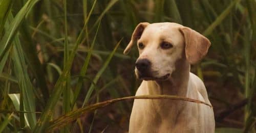  indignante Apuñalamiento a perrita en Villavicencio por sus ladridos