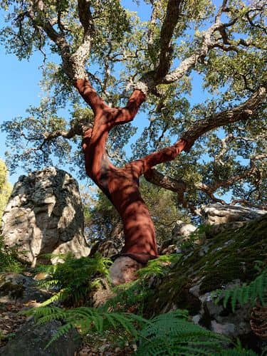 La Garganta del Capitán: un sendero de ensueño en la Sierra de Cádiz