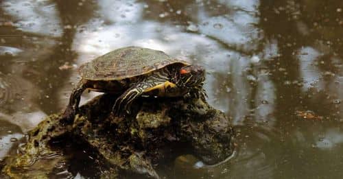 Langostilla de Río: Una Amenaza Silenciosa para Colombia