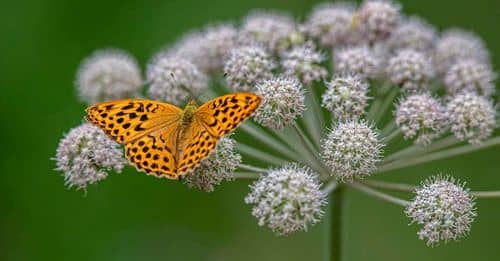 Los mejores consejos para preparar tu jardín para la primavera