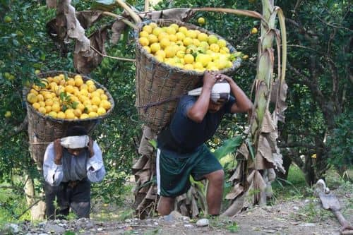 Los precios de la naranja se duplican en México