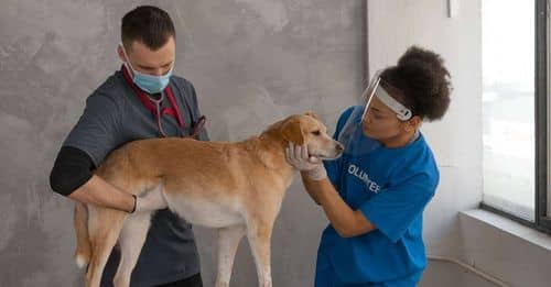 ¿'Mi perro se ha comido los deberes'? El trastorno que afecta a las mascotas