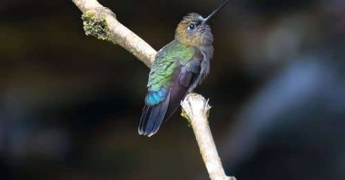 ‘Migrantes Hilados’: Una exposición que honra a las aves migratorias