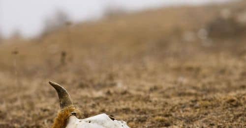 Muerte de animales en paro camionero: una tragedia evitable