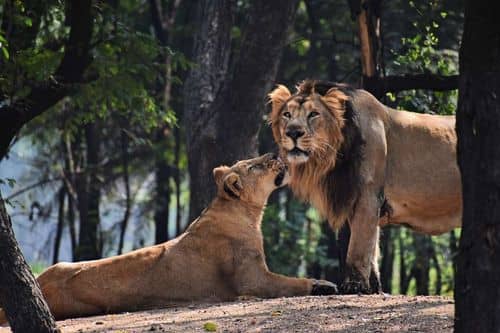 Mufasa, el rey león: Disney revela la primera imagen de la precuela