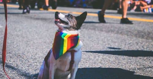 Mujer brutalmente atacada por un perro pitbull en medio de una riña LGBTQI en Envigado