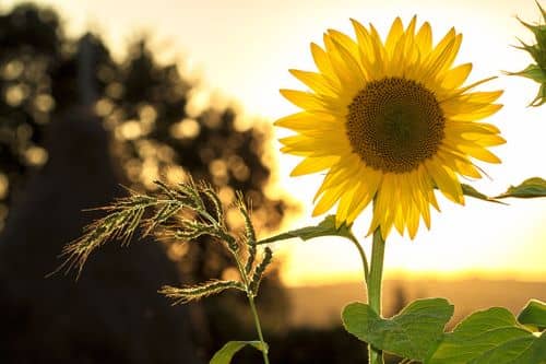 Las semillas de girasol: un poderoso aliado contra el envejecimiento