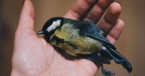 Paro camionero en Colombia: animales mueren encerrados en vía Mosquera-Funza