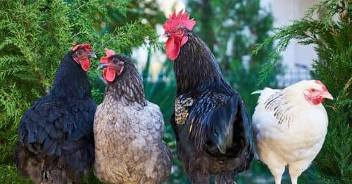 Four Assorted-color Roosters