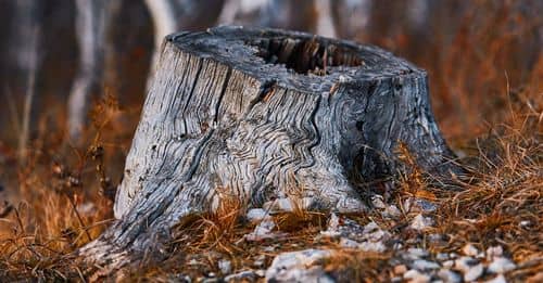 A stump in the woods with some rocks