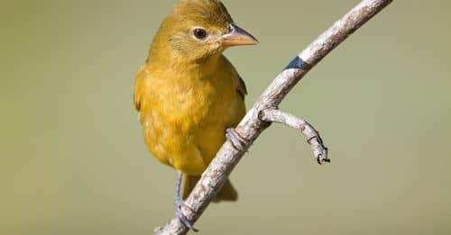 Summer Tanager (female)