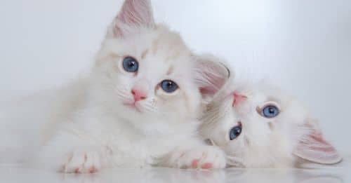 Cute white fluffy kitties with blue eyes lying on reflective surface together and looking at camera