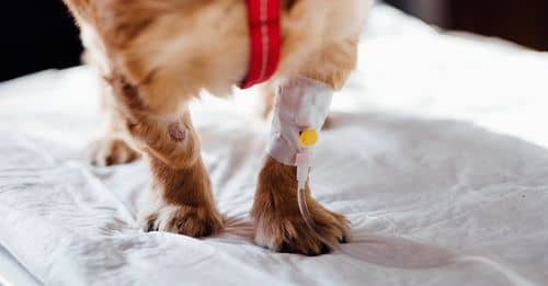 Dog with Intravenous Line on His Leg