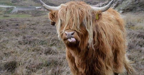 Brown Highland Cattle on Field of Grass