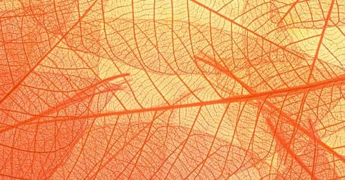 Abstract texture of colorful bright pattern of transparent leaves of orange and yellow color