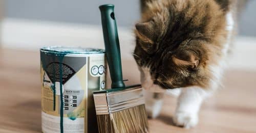 Focused cat observing paintbrush near paint pot with green color on parquet in light room