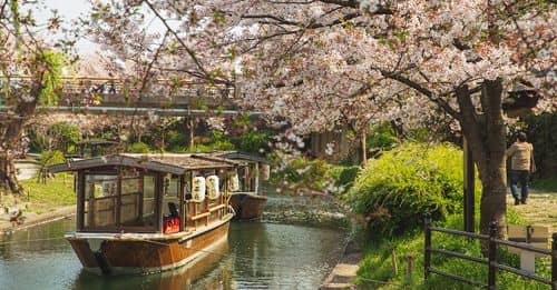 Picturesque scenery of calm river channel with floating oriental boats located in green park with Cherry blossom in sunny day