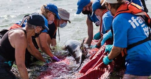 Releasing a Dolphin