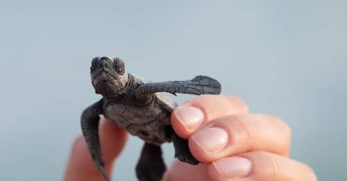 Person with small turtle in shell