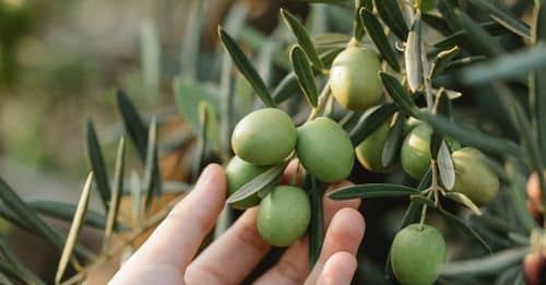 Crop unrecognizable gardener picking organic green olives ripening on lush tree in agricultural garden