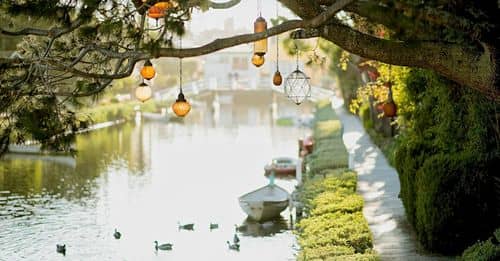 Brown Pendant Lamp Hanging on Tree Near River